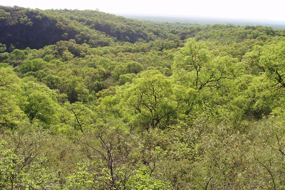 Bosque nativo de Córdoba, Argentina