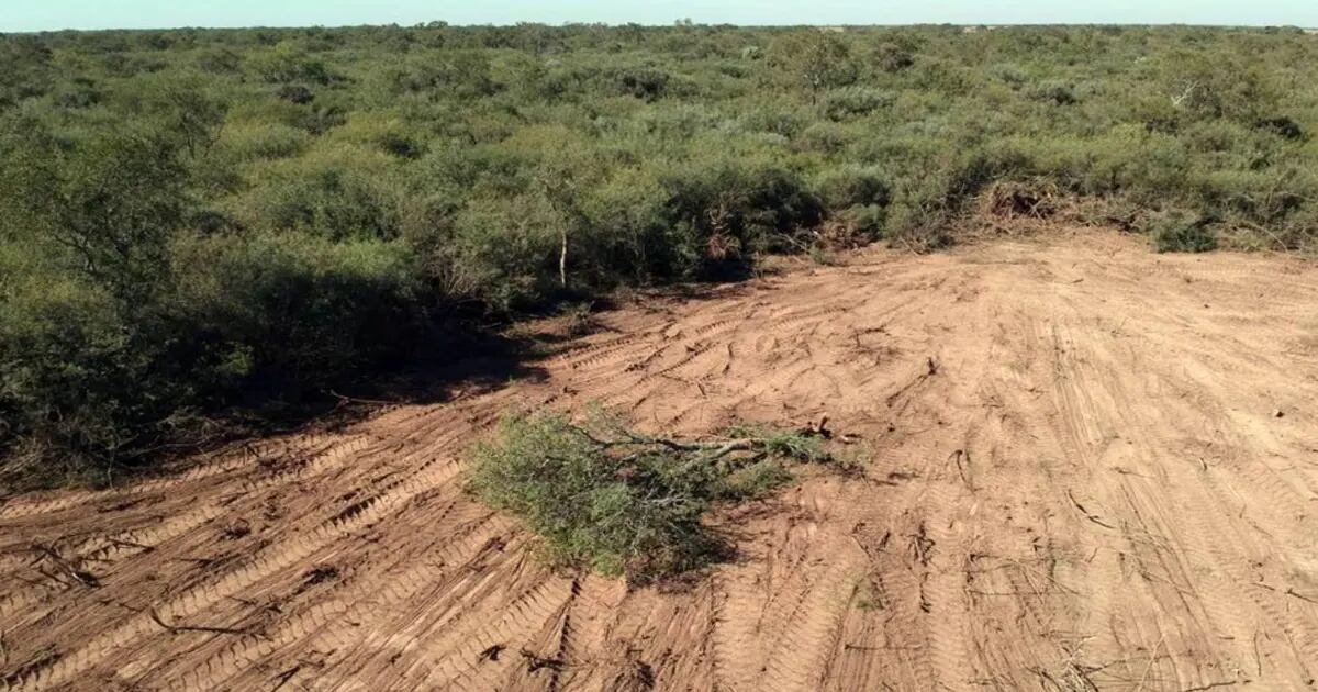 Bosque de Córdoba afectado por deforestación