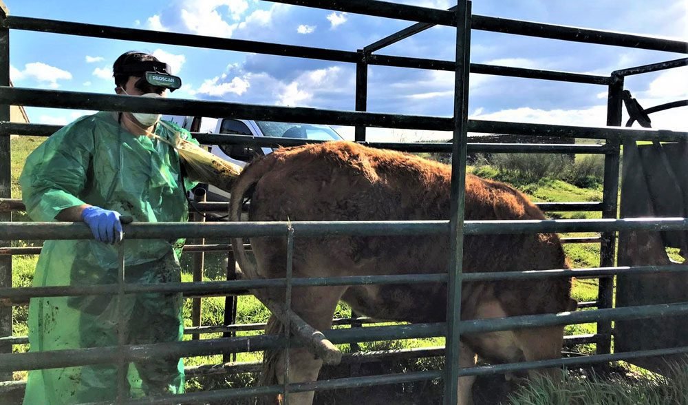 Animales desempeñando roles específicos en expedición