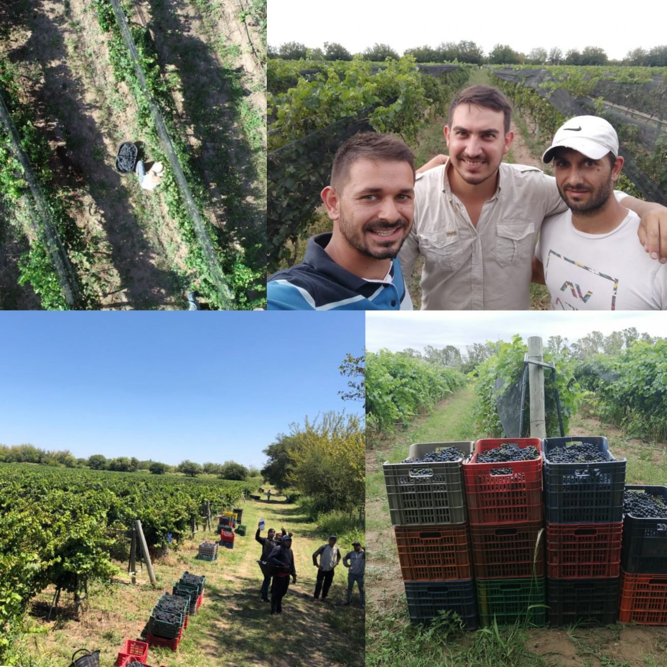 Viñedos en Cruz del Eje, Córdoba