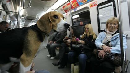 Perro viajando en transporte público de Buenos Aires