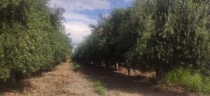 Campo de olivos en Cruz del Eje