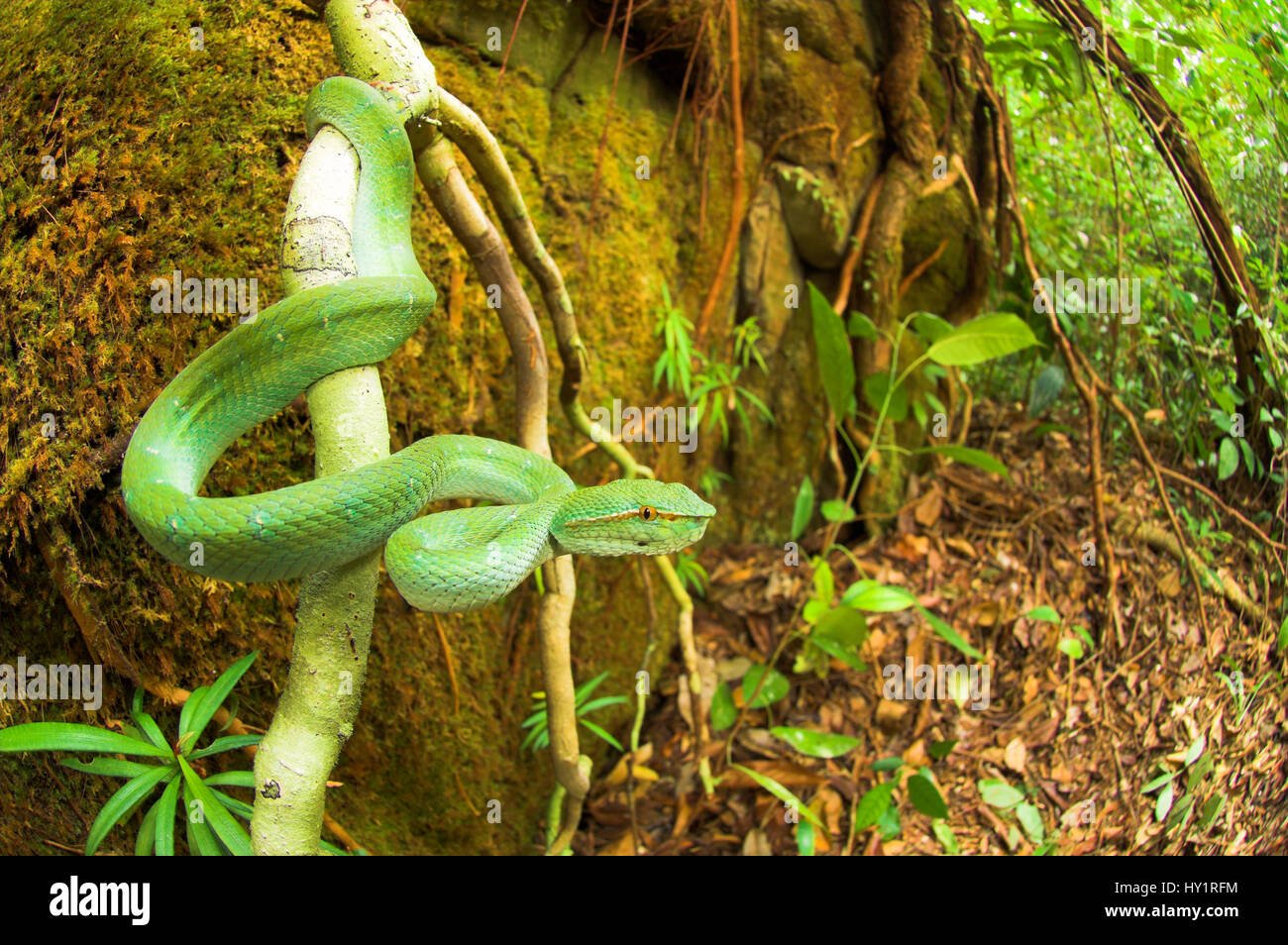 Serpiente verde en el Bosque Prohibido