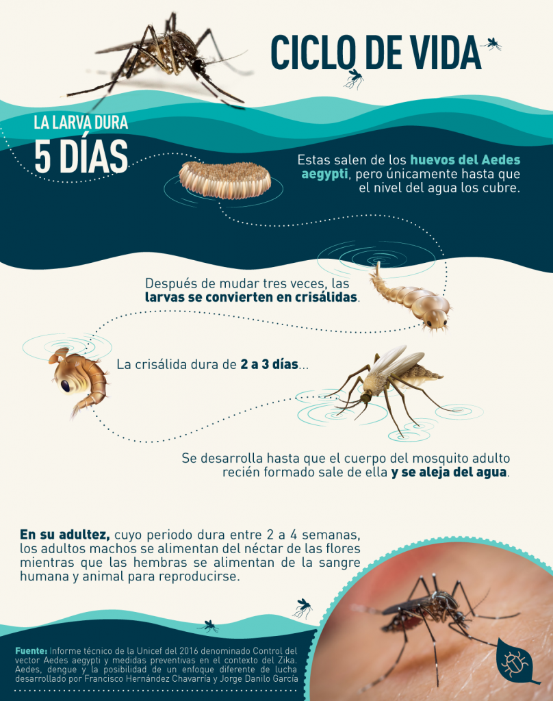 1589569611093 Dengue Ciclo de vida 808x1024 1