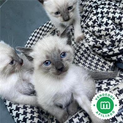 Cuánto cuesta un gato siamés en Córdoba, Argentina: Un análisis detallado