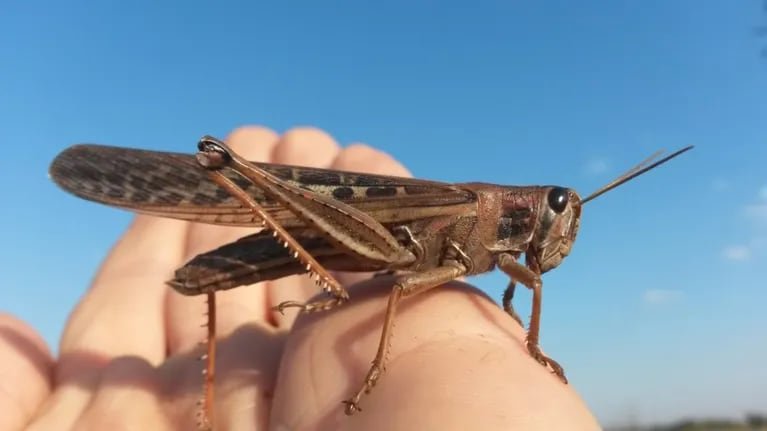 Cuántas Patas Tiene la Langosta Insecto: Un Vistazo a la Fauna de Córdoba