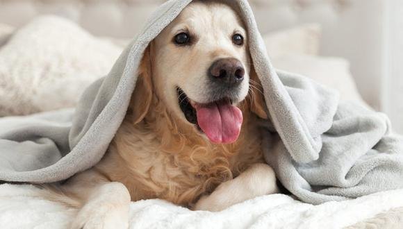 Dónde Llamar en Córdoba si Encuentras un Perro Abandonado: Recomendaciones