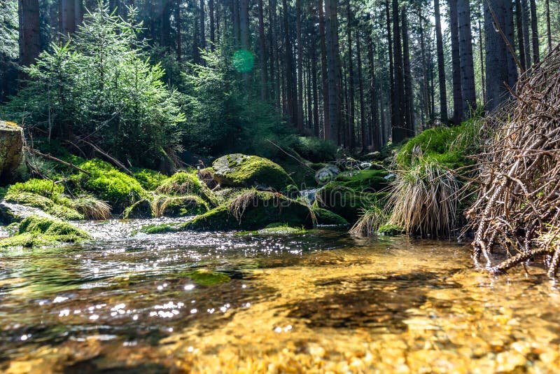 arroyo en el bosque de pinos la montana del negro 217479827