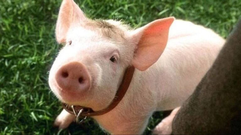 Quiénes son los personajes principales de «Babe, el cerdito valiente»