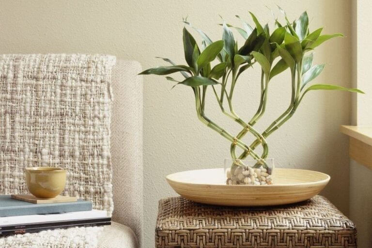 Qué cuidados son necesarios para mantener el bambú en agua