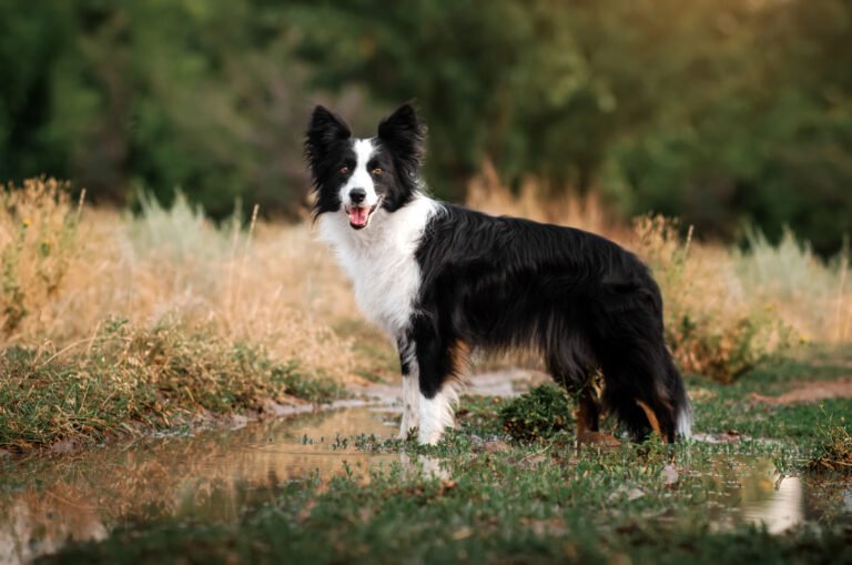 Cómo cuidar a un cachorro Border Collie en casa
