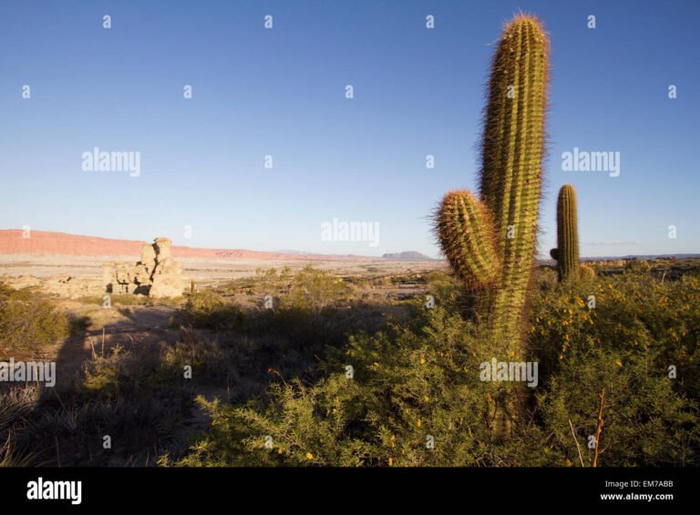 Qué tipos de biomas corresponden a la provincia de San Juan