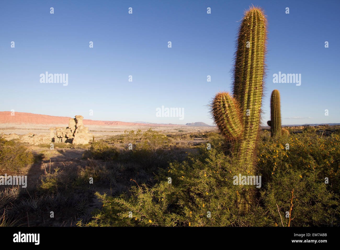 cactus valle de la luna parque natural ischigualasto en san juan argentina em7abb