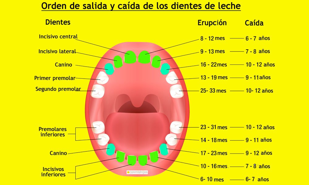 caida dientes