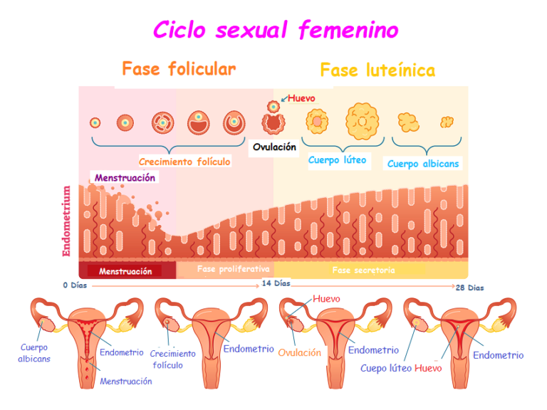 Cuándo empieza y termina el ciclo menstrual
