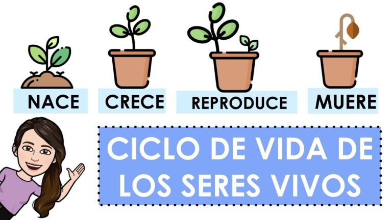 Qué es el ciclo de vida del desarrollo de sistemas y sus fases