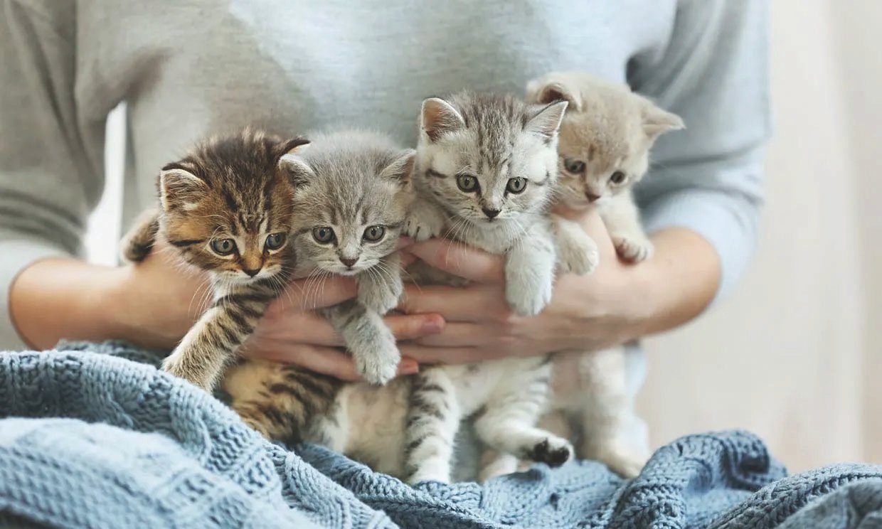 cmyk adopcion gatos cordoba ok