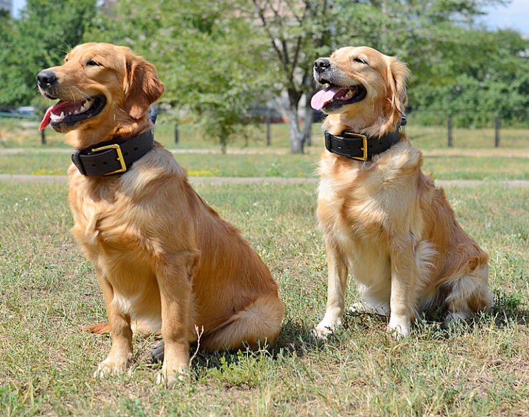 Dónde puedo comprar el collar Golden de Harry Styles
