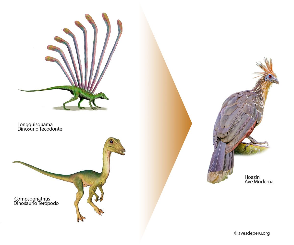 evolucion aves