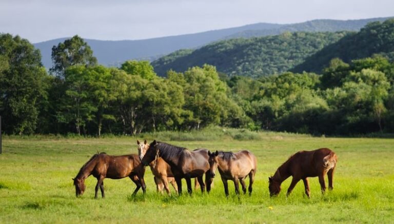 Qué actividades se pueden realizar en La Pradera Rodríguez Peña