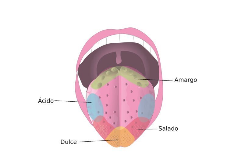 Qué Son los Gustos y Cómo Influyen en Nuestros Intereses Personales