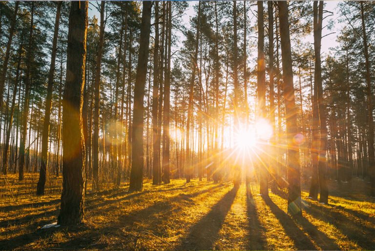 Los crisantemos necesitan sol o sombra para crecer adecuadamente
