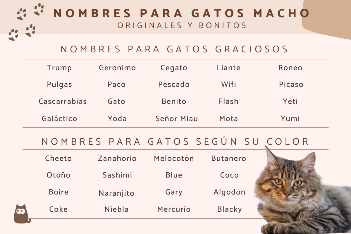 nombres gatos