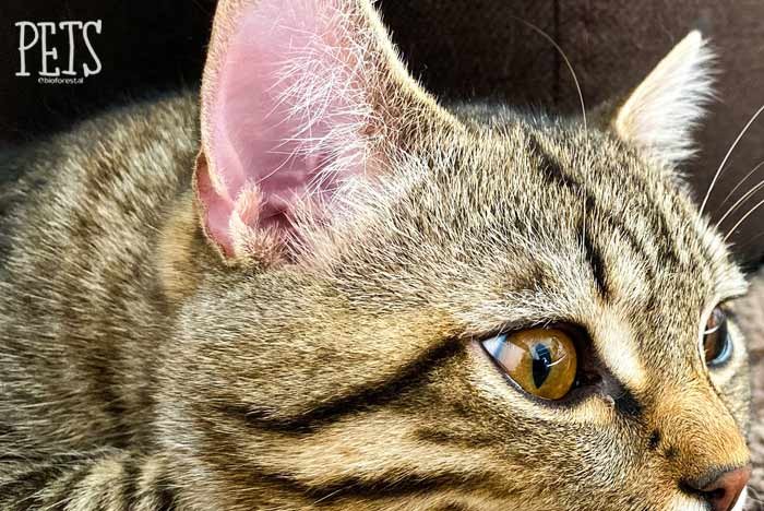 Dónde puedo comprar un casco con orejas de gato para motocicleta