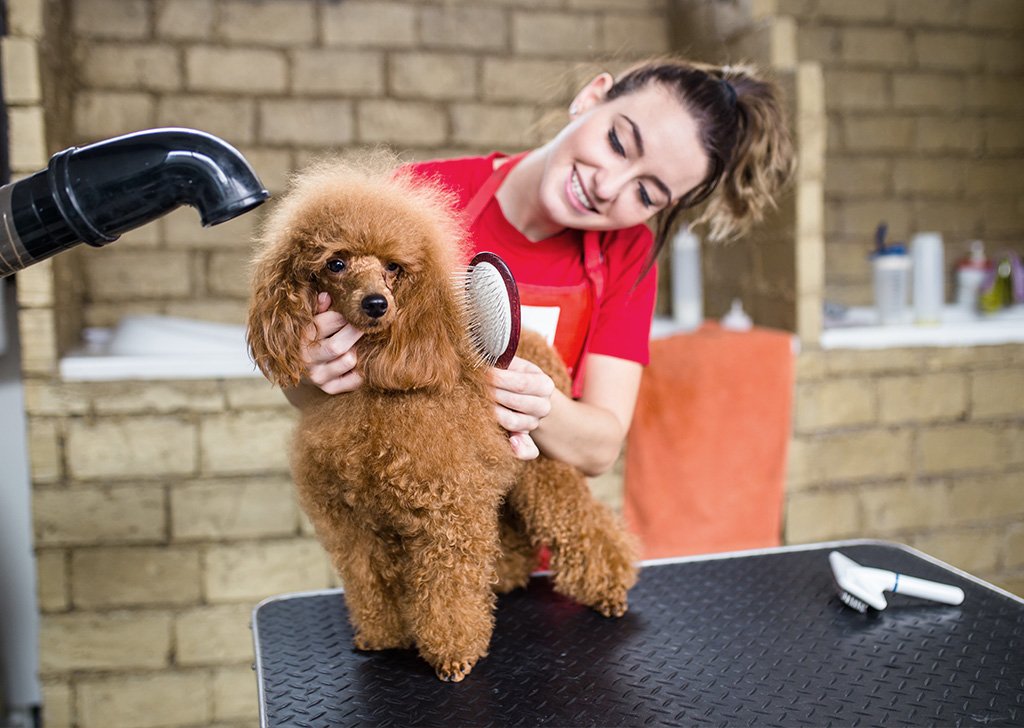 peluquero canino