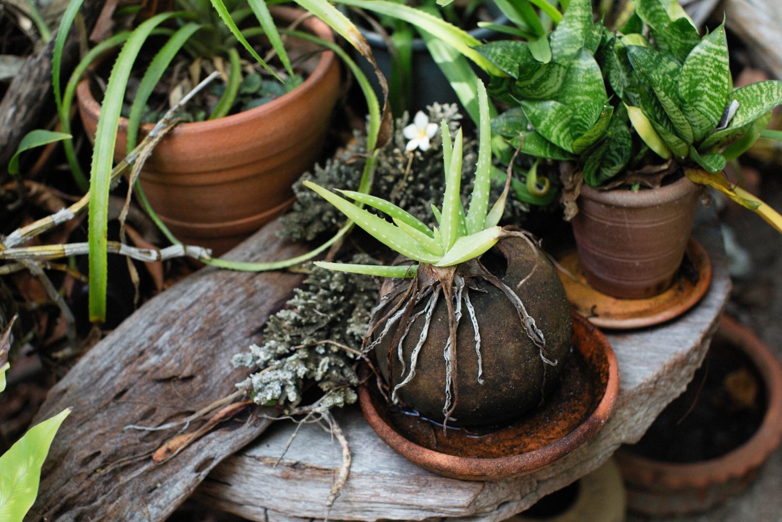 planta marchita scaled