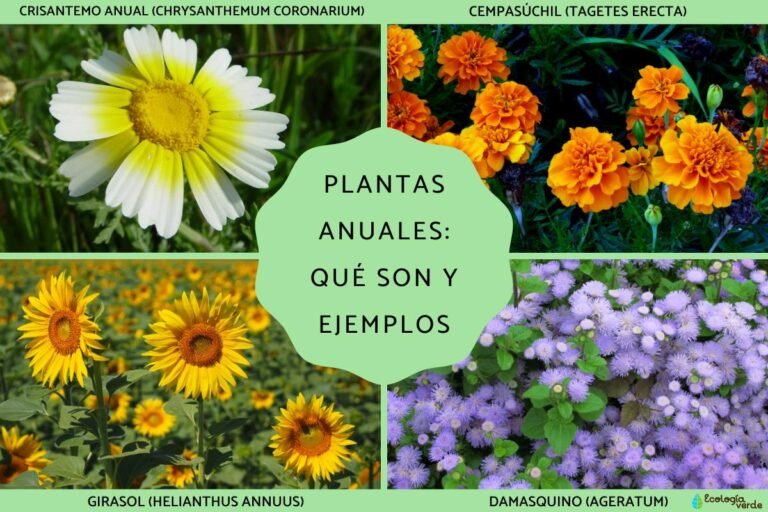 Qué diferencias existen entre plantas anuales y perennes en jardinería