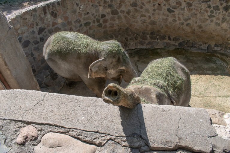 Qué pasó con las elefantas Pocha y Guillermina en el zoológico