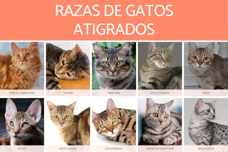 Cómo puedo identificar la raza de mi gato de manera efectiva