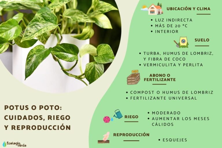 Por qué las hojas de mi potus se vuelven amarillas y se caen