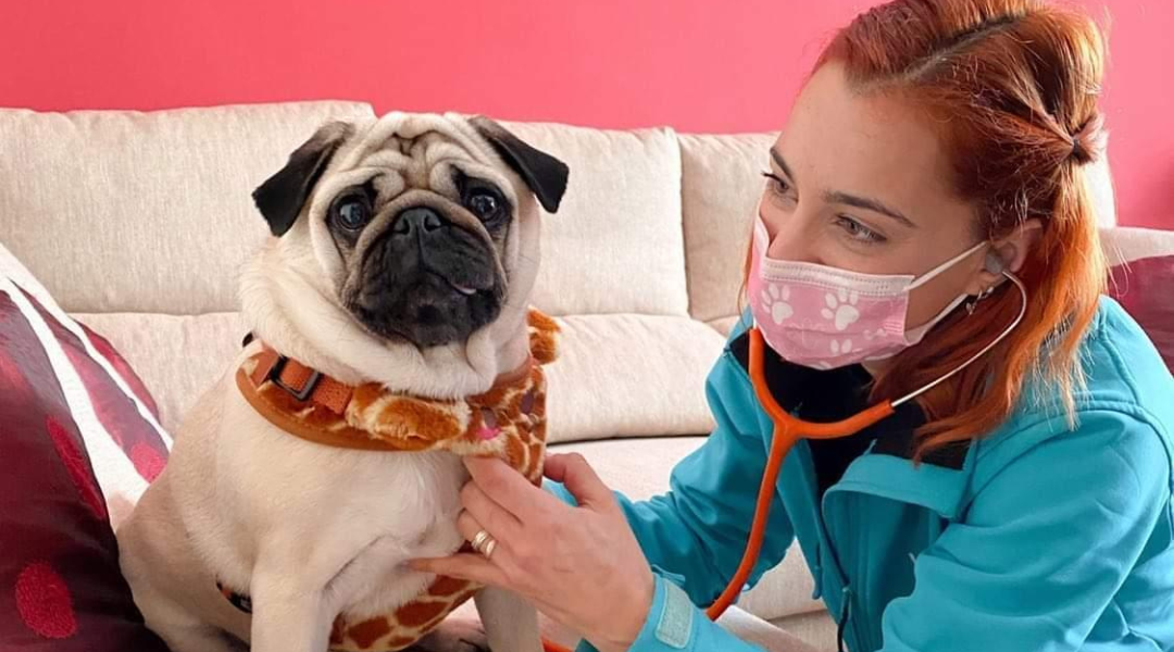 veterinario domicilio